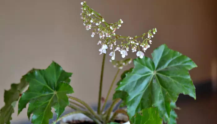 Begonia crespa folhagem para jardins sombreados
