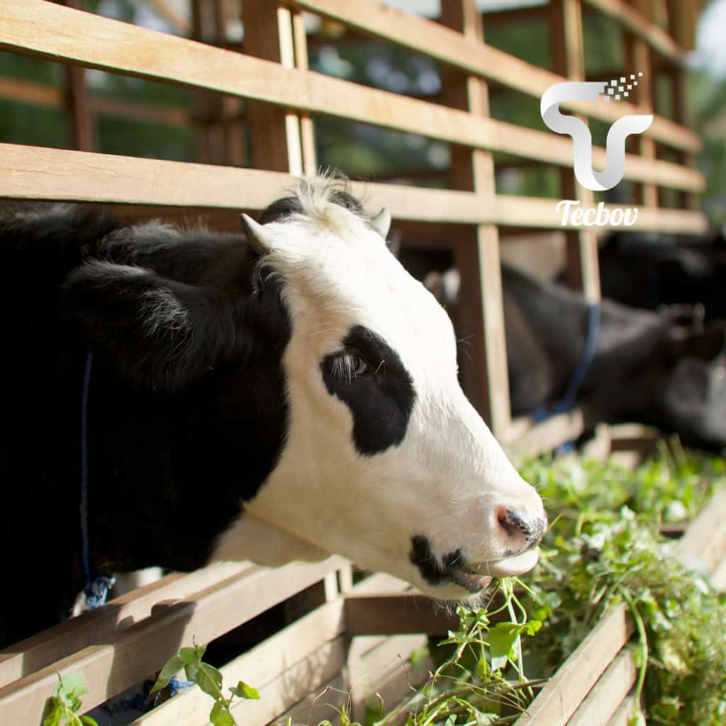 Você está visualizando atualmente Onde instalar o bebedouro para bovinos?