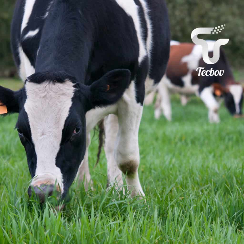 Leia mais sobre o artigo Quantos litros de leite uma vaca produz por dia?