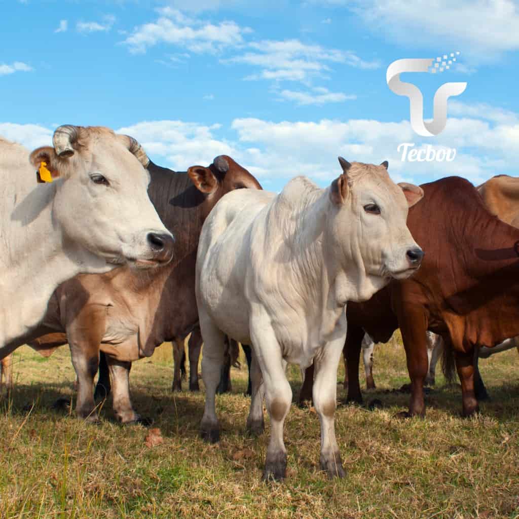 Leia mais sobre o artigo Erros de nutrição do gado de corte: Como evitá-los para um melhor desempenho?