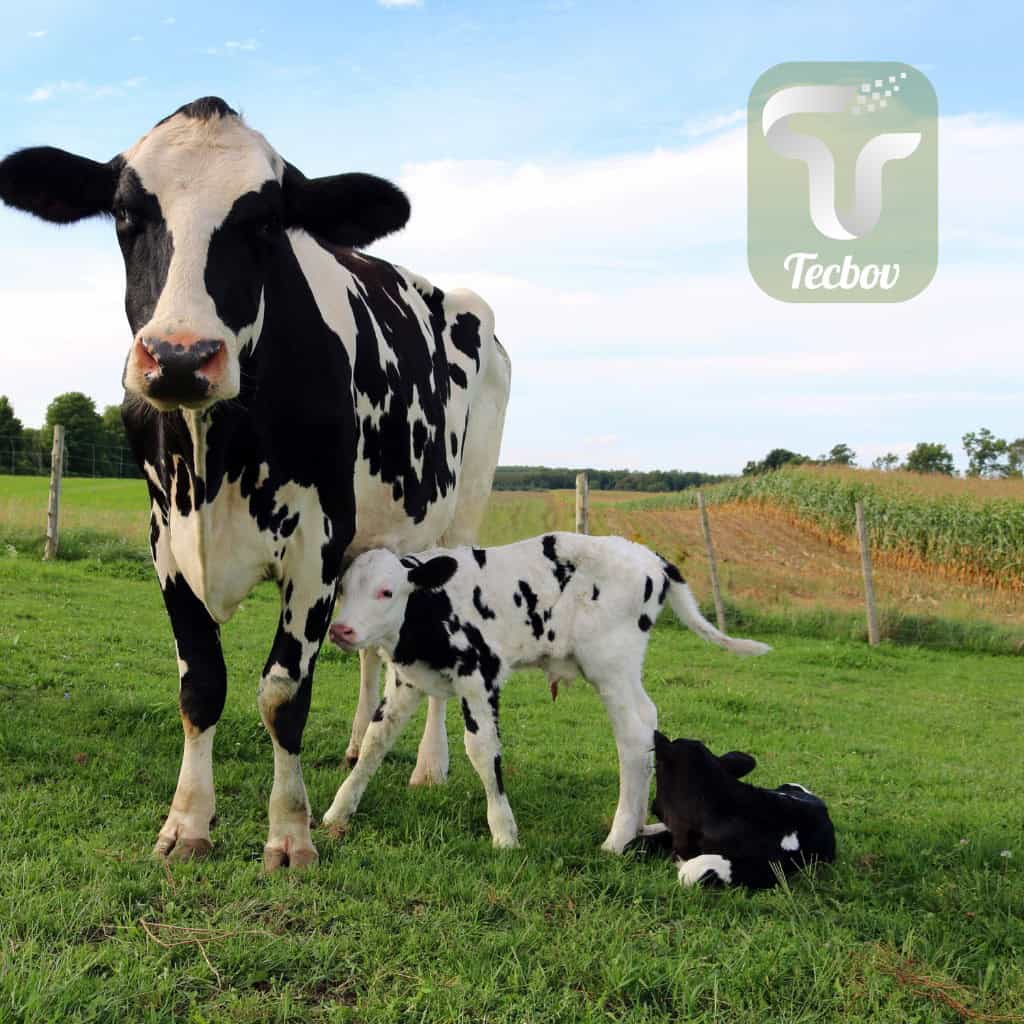 Leia mais sobre o artigo Qual o tempo ideal para inseminação de vaca?