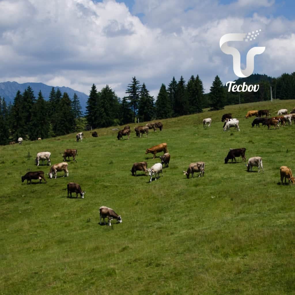 Leia mais sobre o artigo  Sombra no pasto aumenta a produtividade do gado?