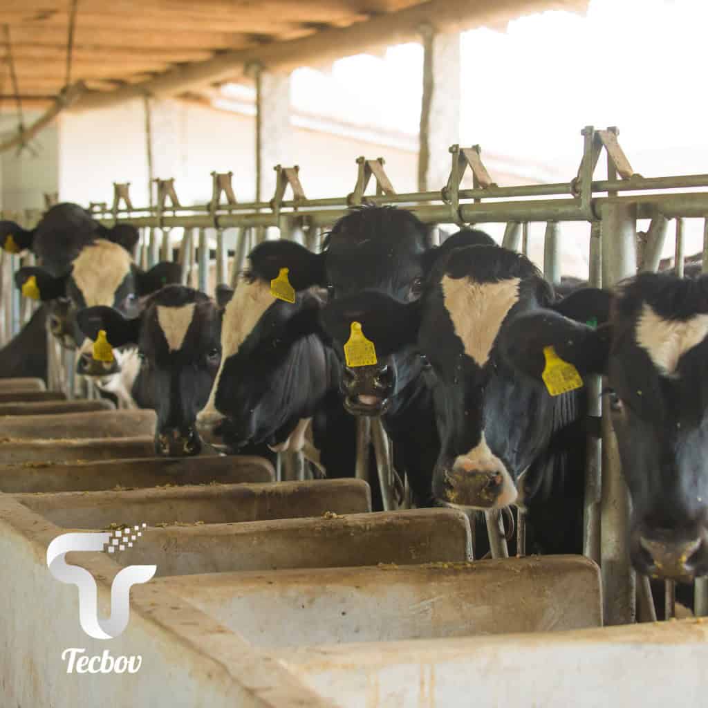 Leia mais sobre o artigo Como a estiagem afeta a produção de leite por vaca?