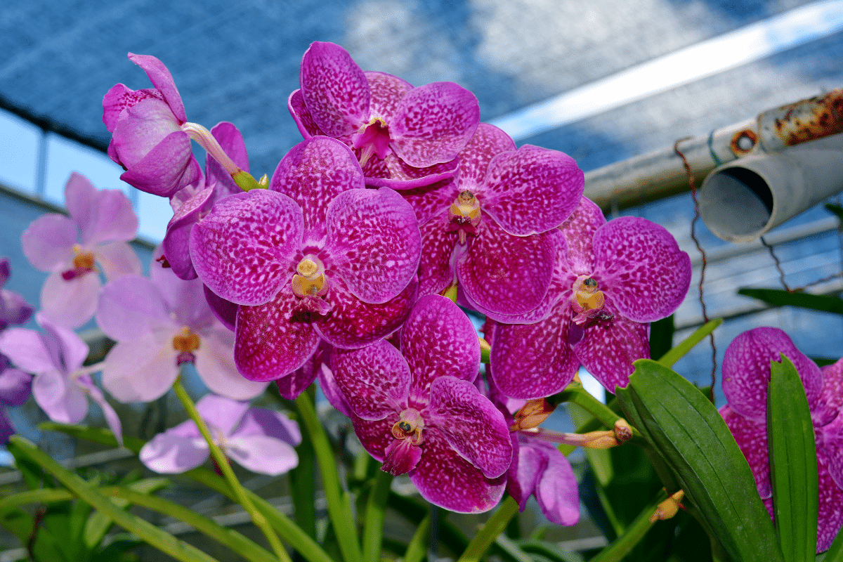 Leia mais sobre o artigo Como fazer adubo caseiro para orquídea florir