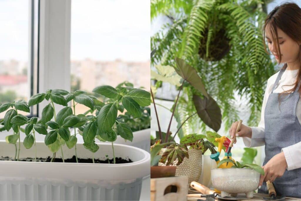 Leia mais sobre o artigo Como plantar manjericão em apartamento: dicas para ter um tempero fresco e saudável
