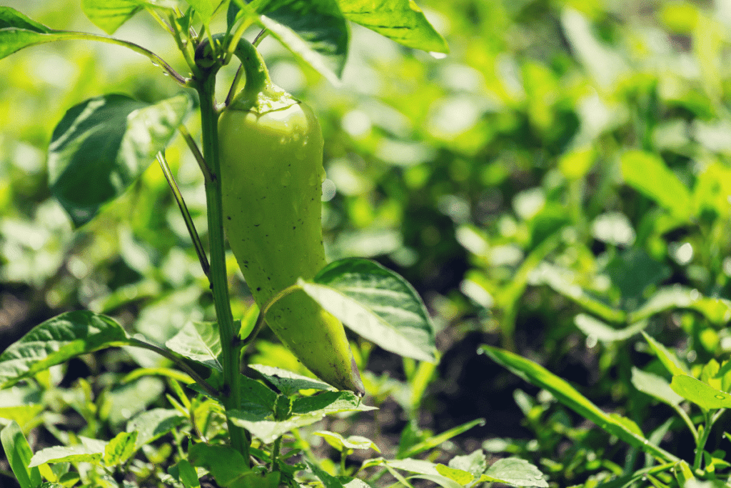 Leia mais sobre o artigo Como plantar pimentão em vaso passo a passo: um jeito bem simples de ter pimentões em casa
