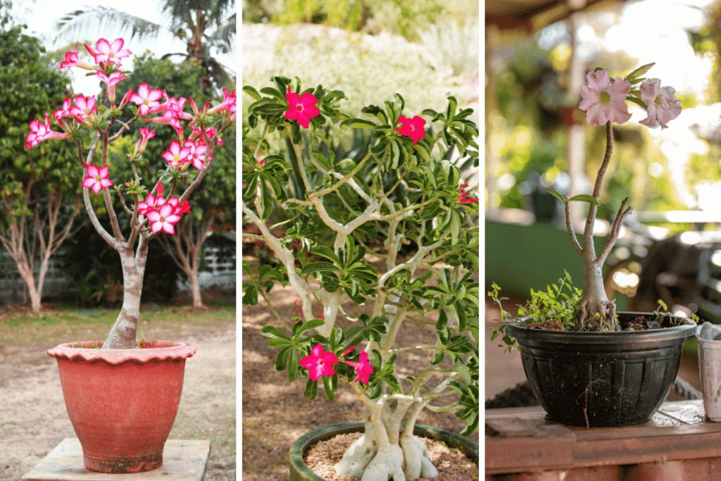 Leia mais sobre o artigo Rosa do deserto quando podar: como e quando podar essa planta exótica