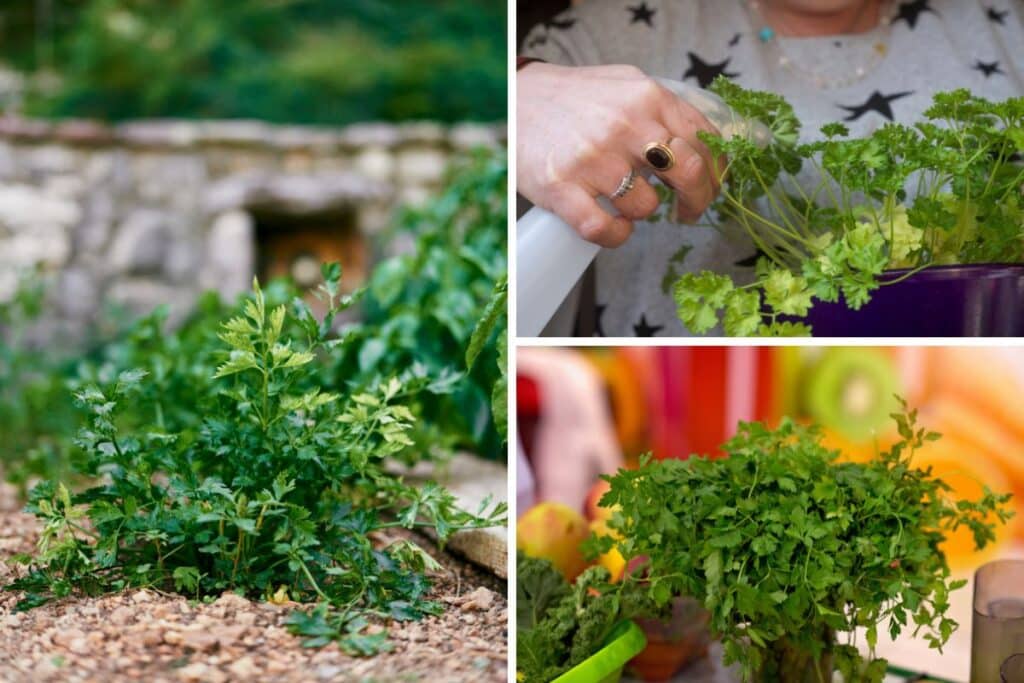 Leia mais sobre o artigo Como plantar salsinha em casa: um guia prático e divertido
