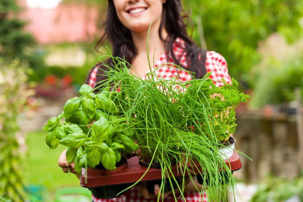 como plantar manjericao na terra dicas para ter uma horta em casa