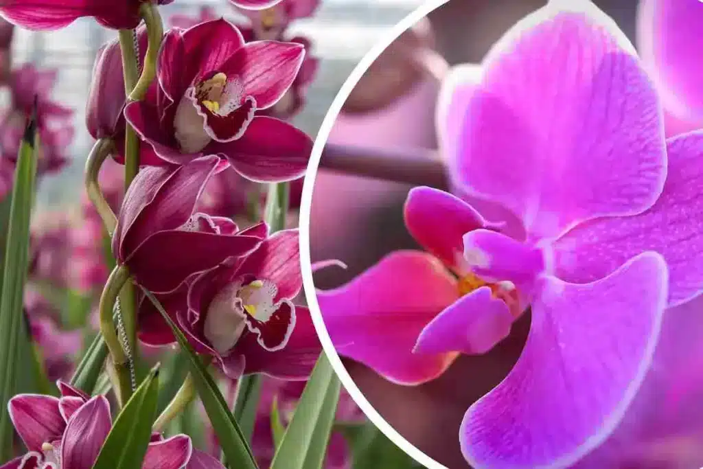 Leia mais sobre o artigo Substrato para orquídeas: a melhor opção para sua planta crescer e florir