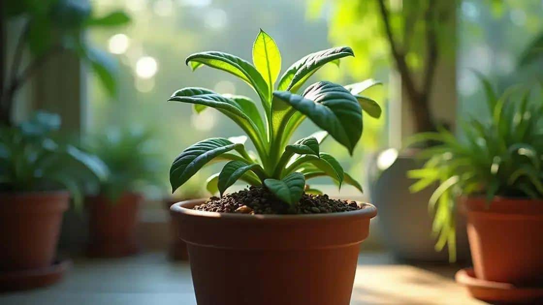 o que evitar para não matar suas plantas