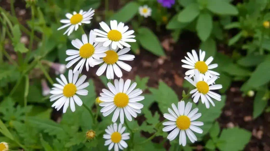 No momento, você está visualizando Aprenda a cuidar e colher flores para chás