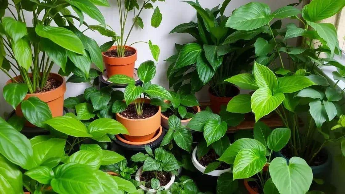 especies que se desenvolvem bem com pouca luz