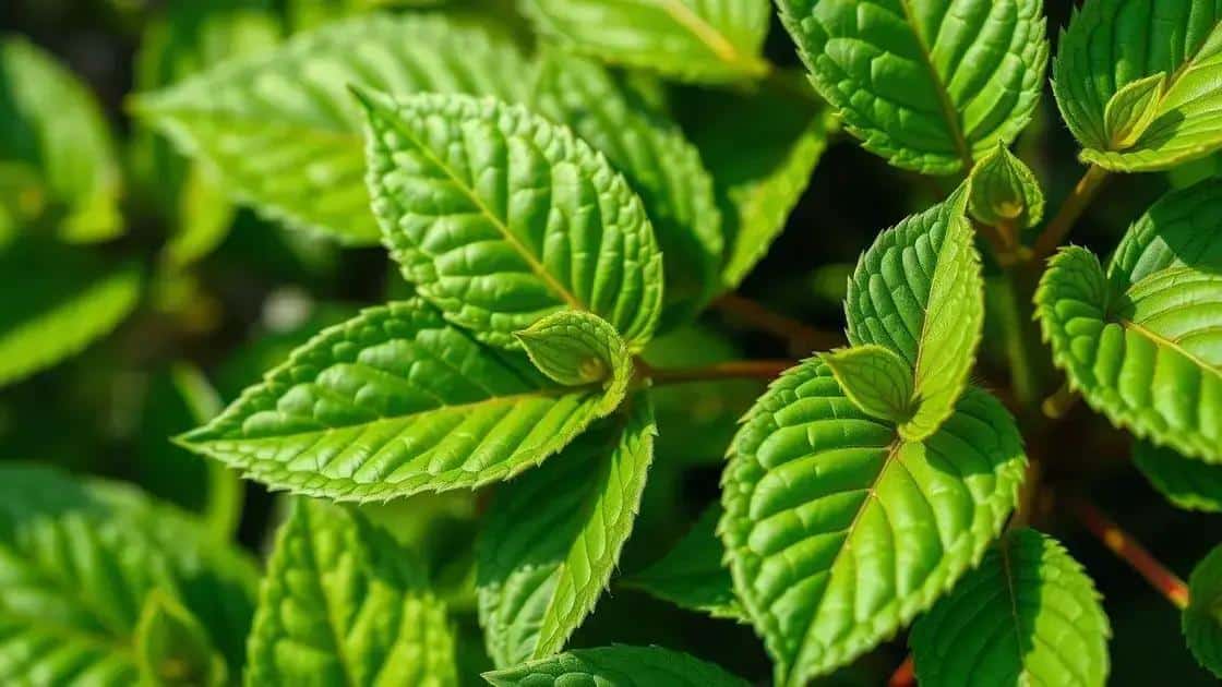 Observando as folhas: qual o papel nas plantas felizes?