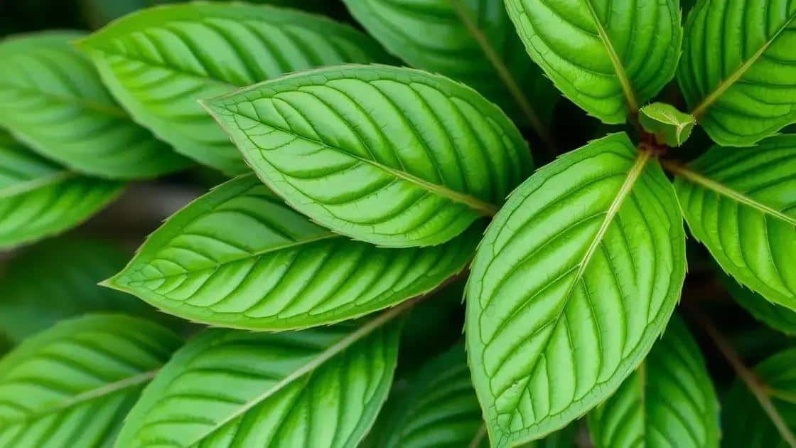 A importância da cor e textura das folhas