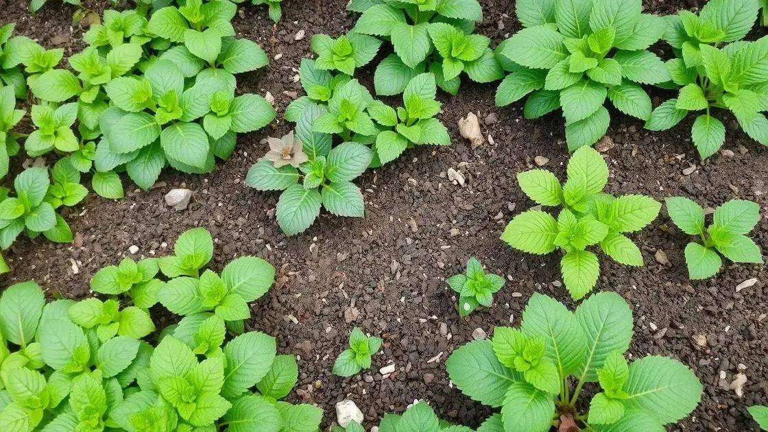 tapete verde as plantas rasteiras que protegem seu solo e eliminam a necessidade de capina