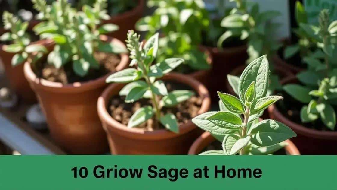 como cultivar sálvia em casa