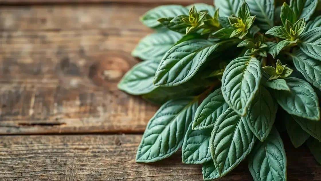 Leia mais sobre o artigo Uma planta cheia de propriedades curativas