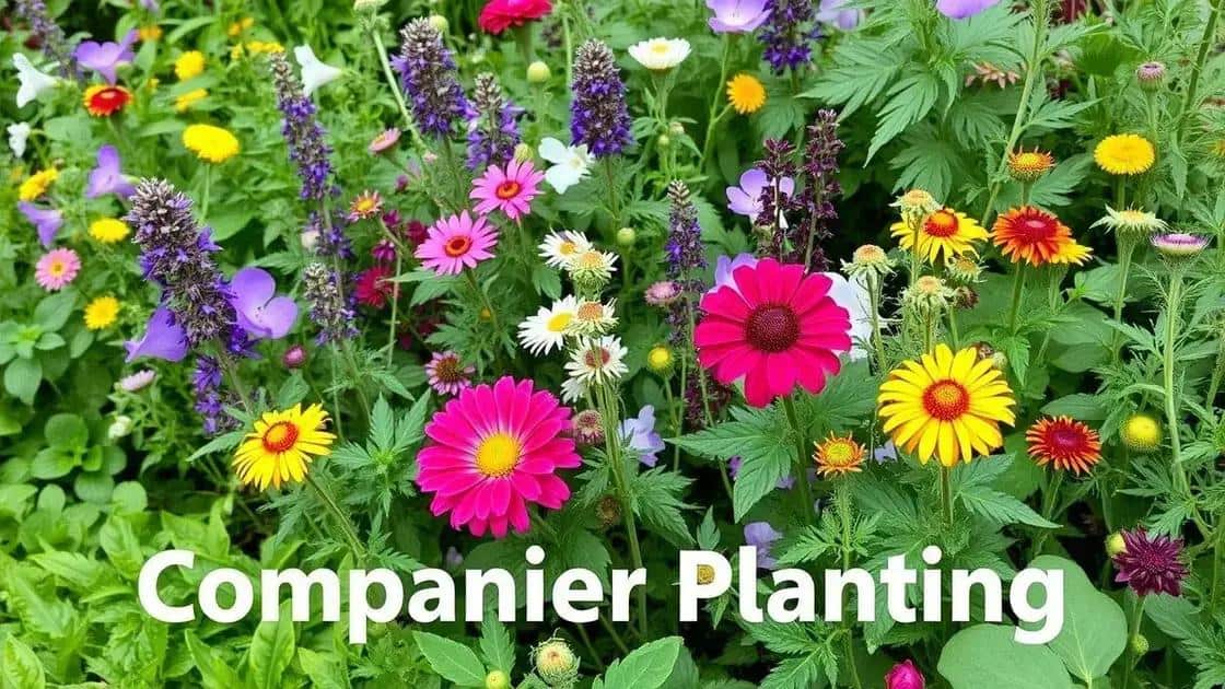 Ervas e flores que podem ser plantadas juntas