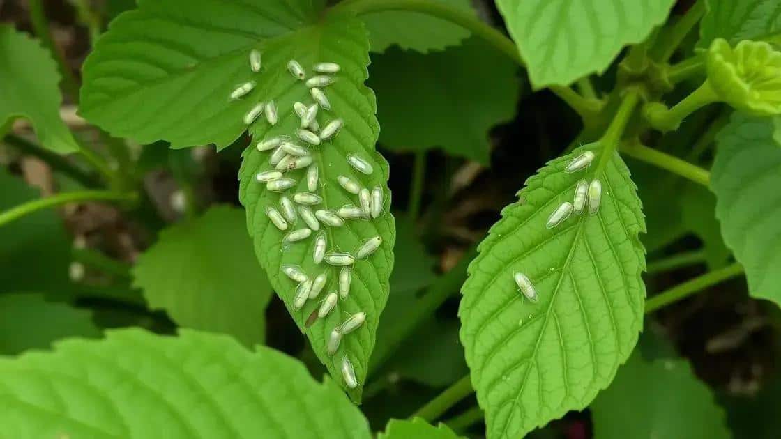 O que são as moscas brancas e como identificá-las