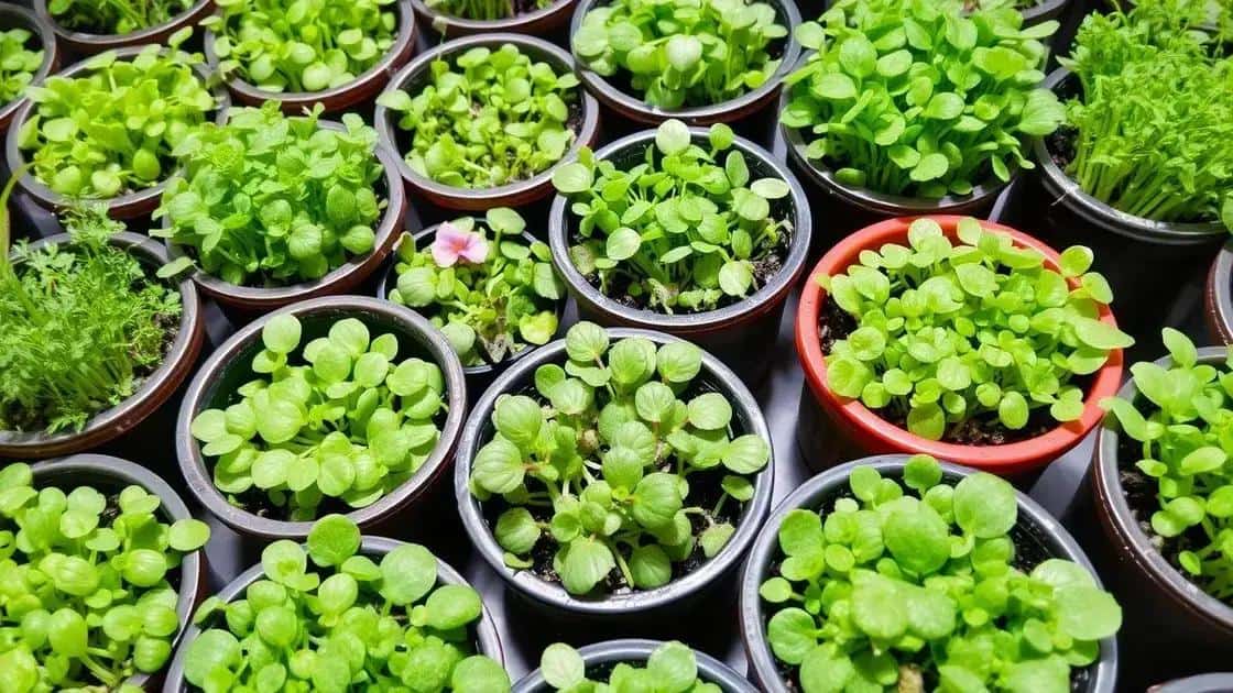 O que são microverdes e seus benefícios