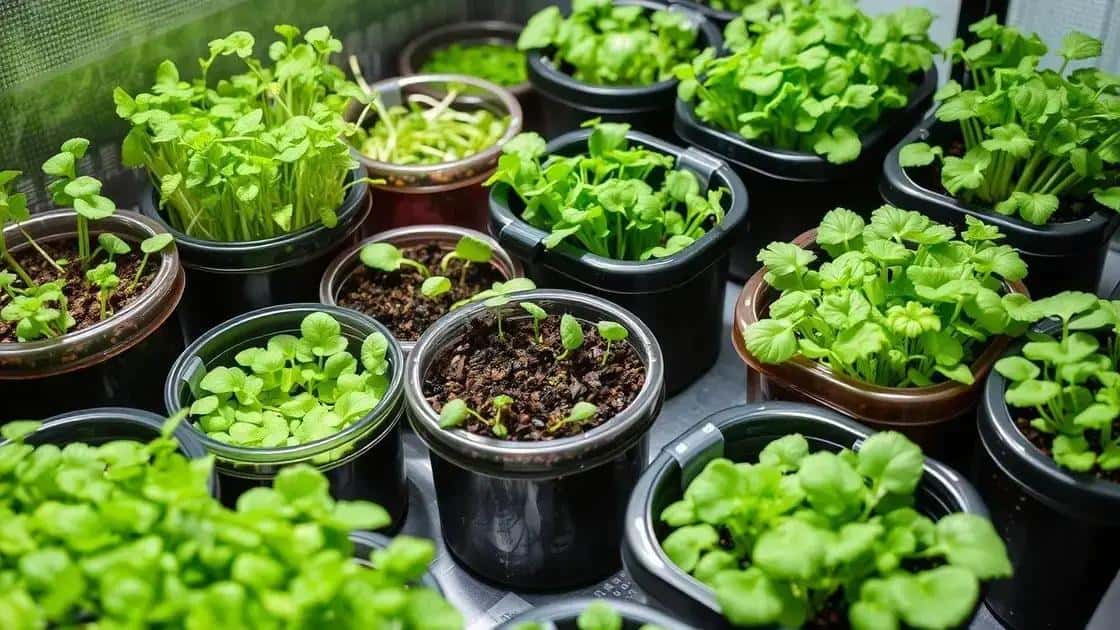 microjardim produtivo como cultivar microverdes que estao prontos em apenas 7 dias